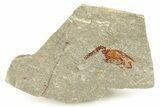 Ordovician Carpoid Fossil - Ktaoua Formation, Morocco #289204-1